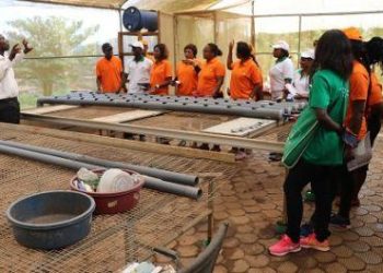 Cameroun : le programme Enable Youth formera plus de 500 jeunes entrepreneurs en agribusiness
