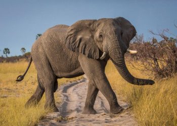 La Namibie veut sacrifier 83 éléphants contre la sécheresse